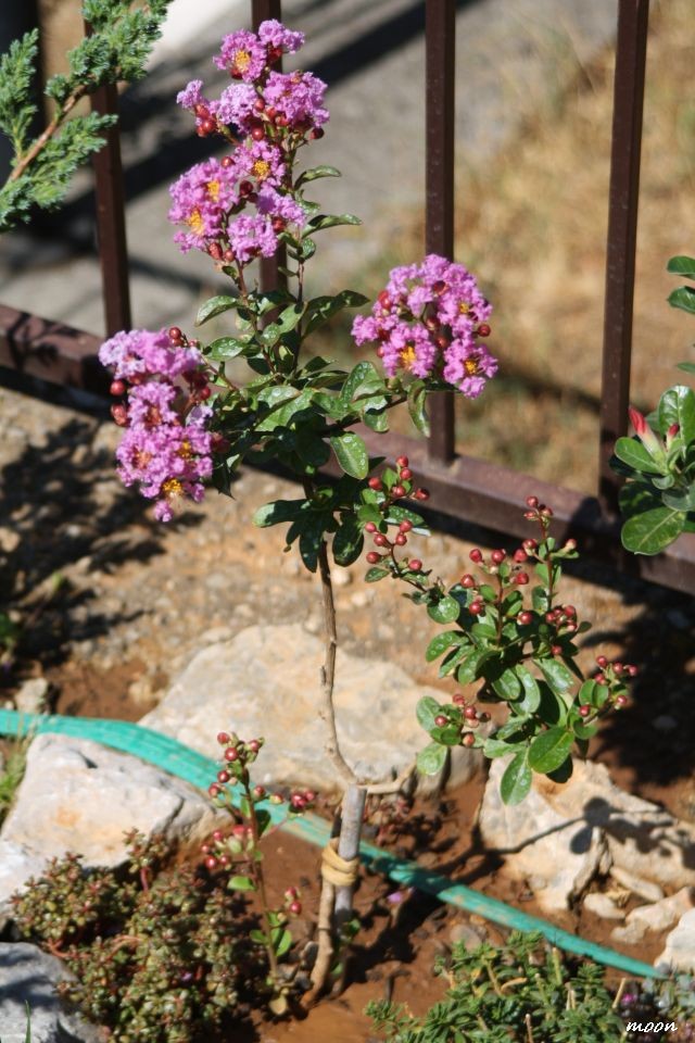 Lagerstroemia